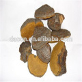 Phellinus Pilz